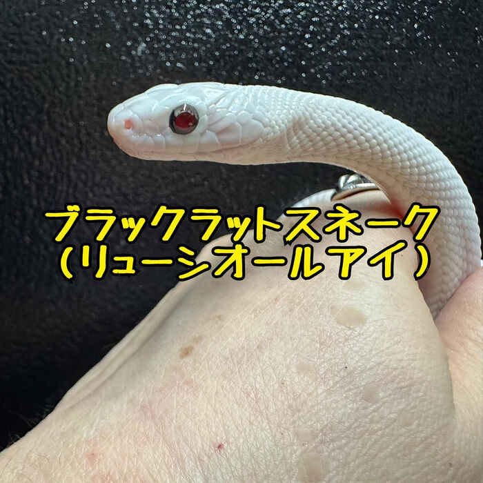 画像1826