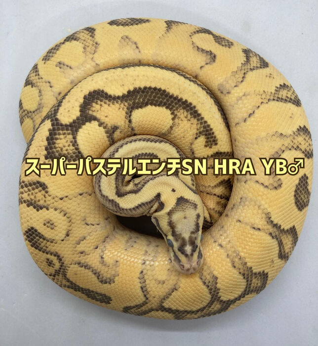画像1919