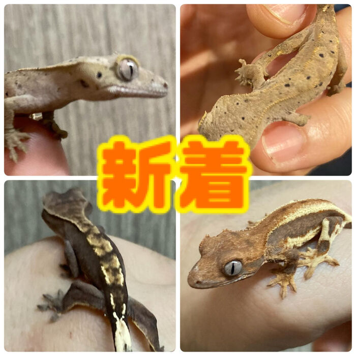 画像2359