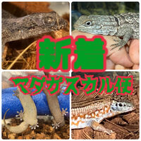 画像2376