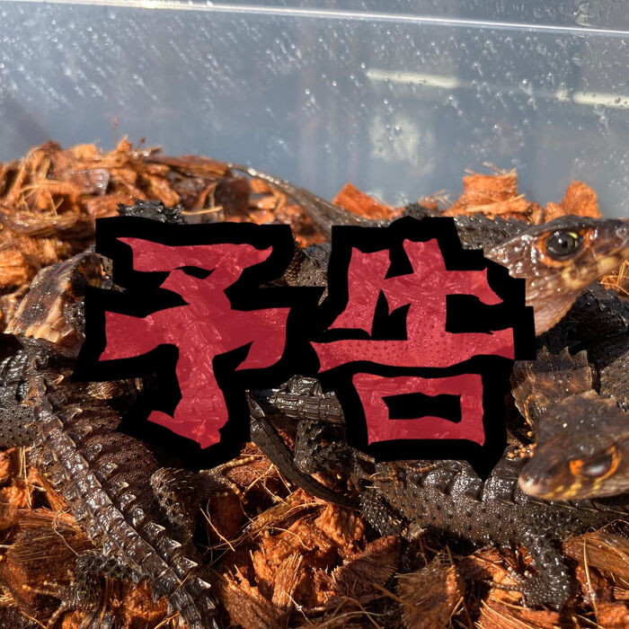 画像2392