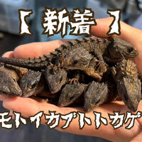 画像2411