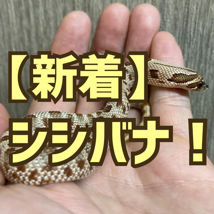 画像2429