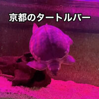 画像2474