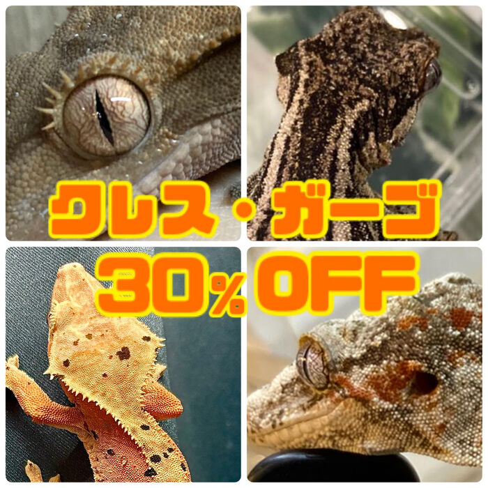 画像2745