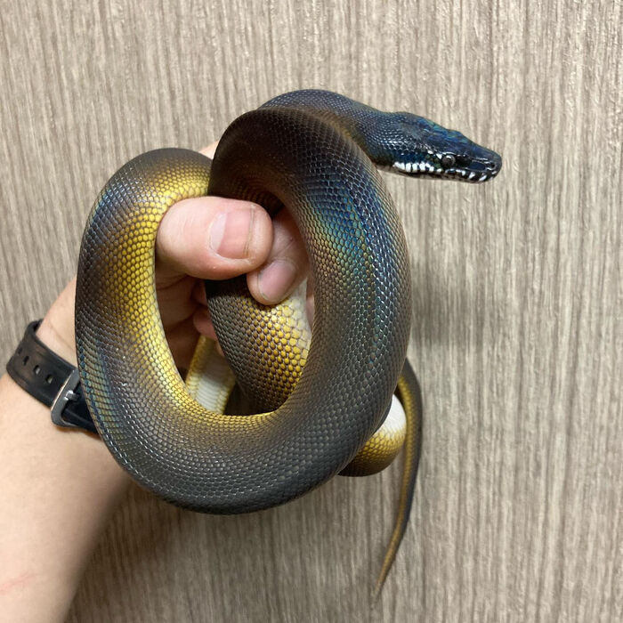 画像2810