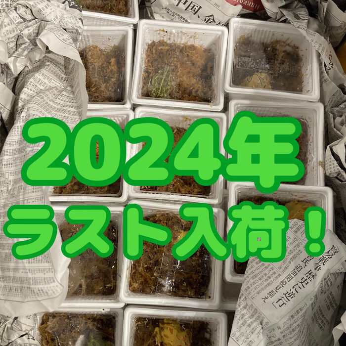 画像2832