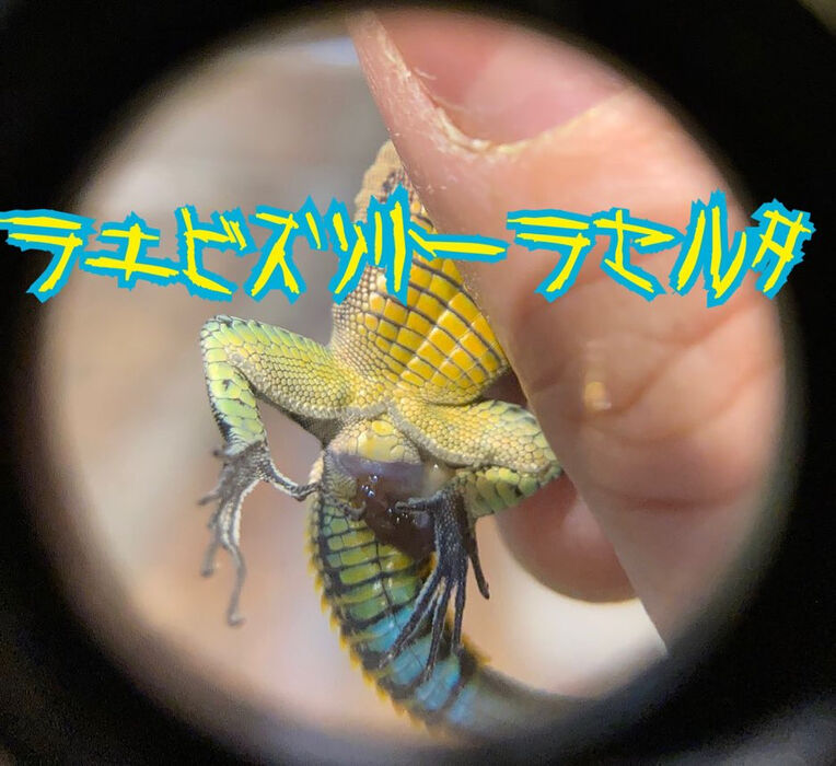 画像2834