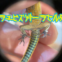 画像2835