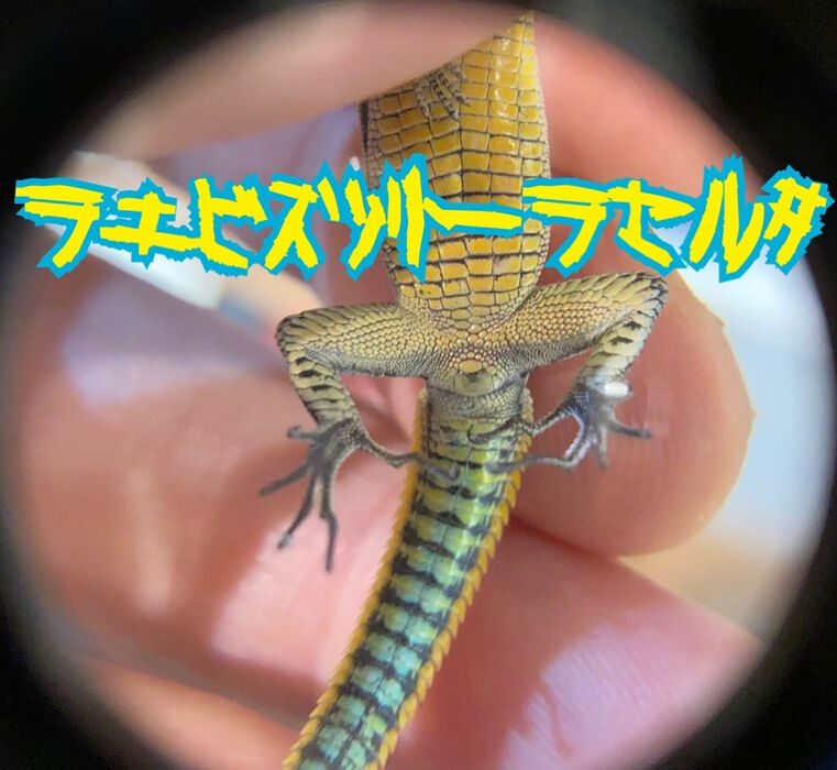 画像2835