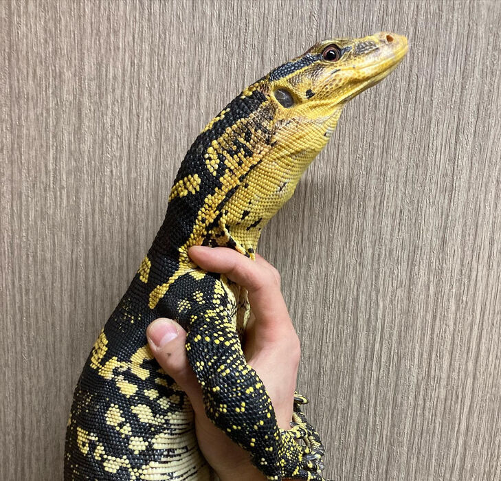 画像2864
