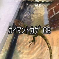 画像2945