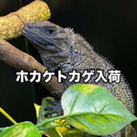 画像3126