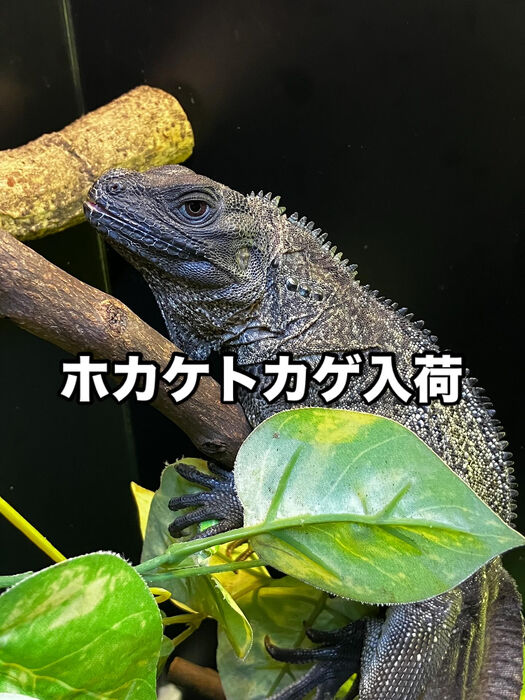 画像3126