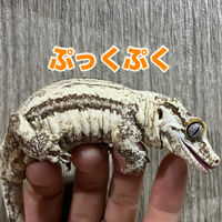画像3129