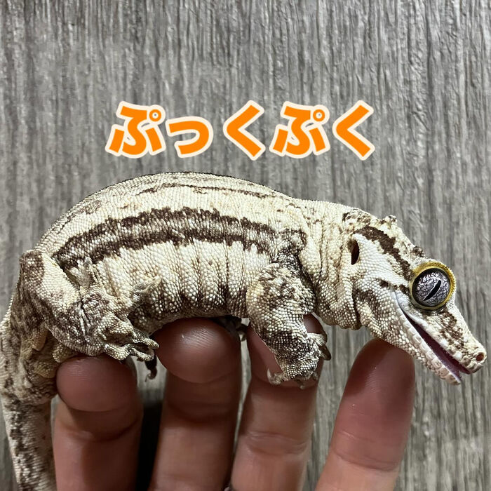 画像3129