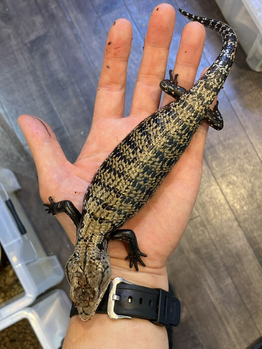 画像3133