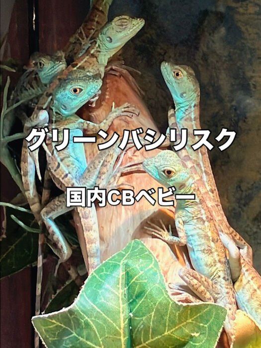画像3226