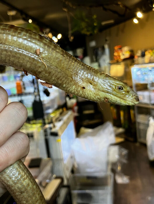 画像3251