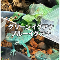画像3263
