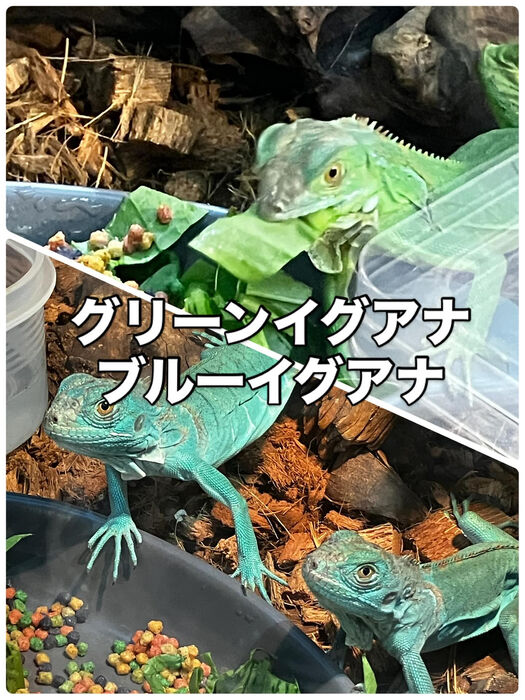 画像3263