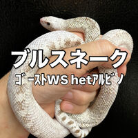 画像3269