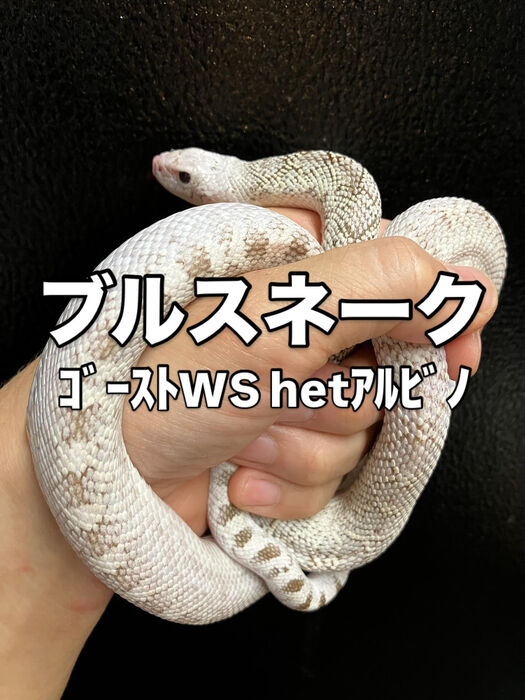 画像3269