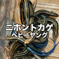 画像3275