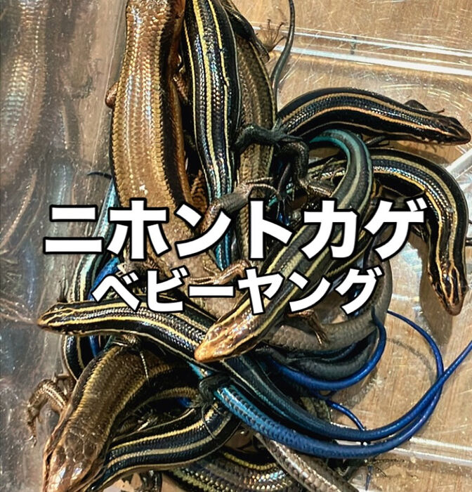 画像3275