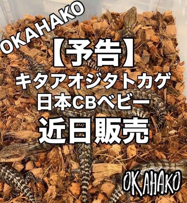 画像3279
