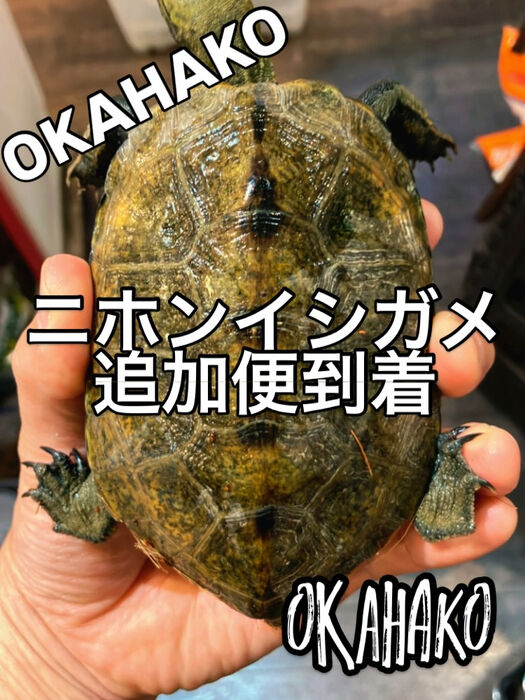 画像3286