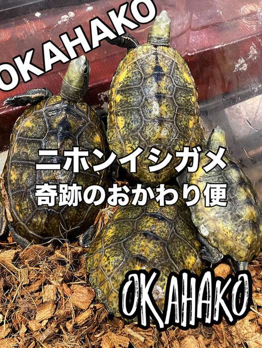 画像3293