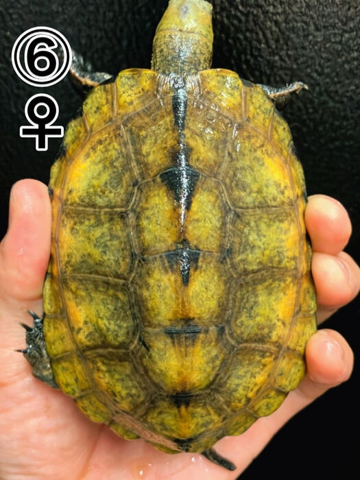 画像3304