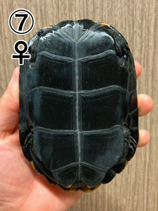画像3307