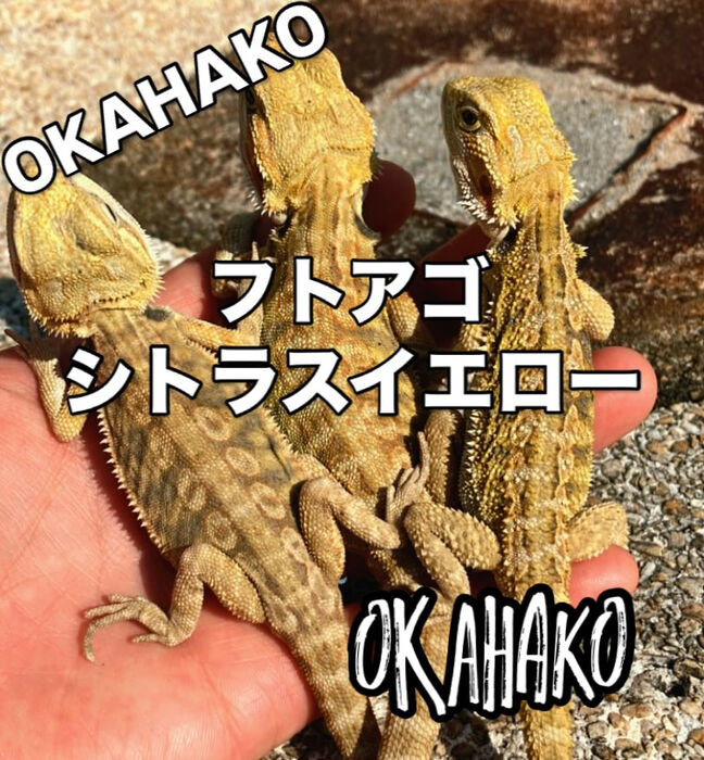 フトアゴシトラスイエロー販売中 | ブログ | 大阪府門真市の爬虫類