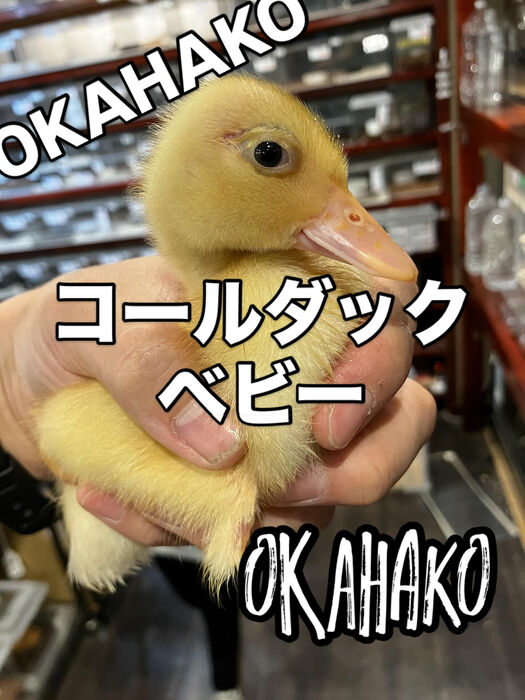 画像3321