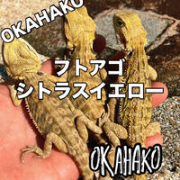 画像3335