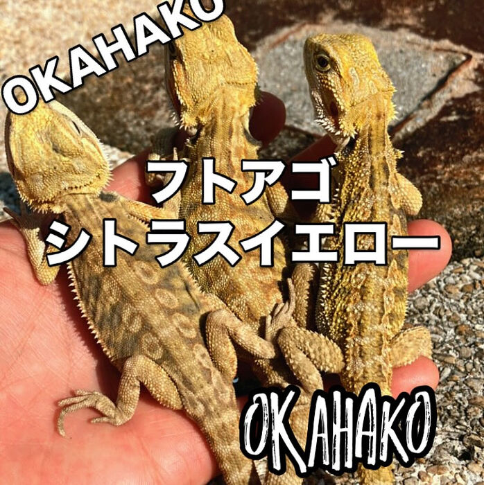 画像3335