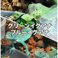 画像3337
