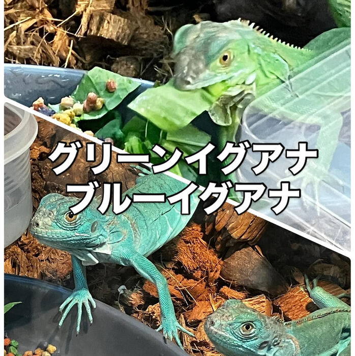 画像3337