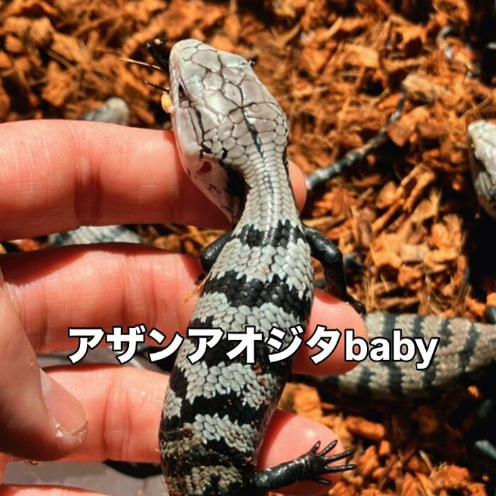画像3341