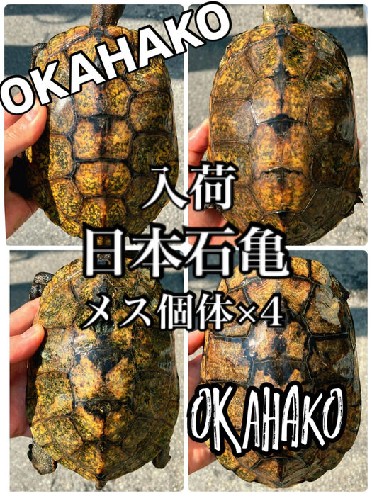 画像3476