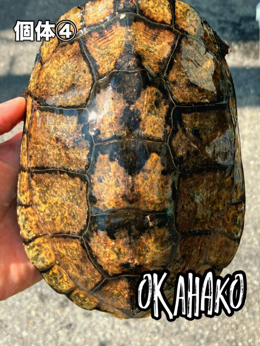 画像3483