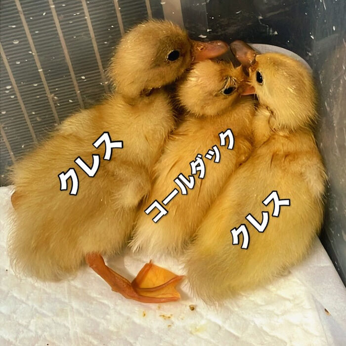画像3488