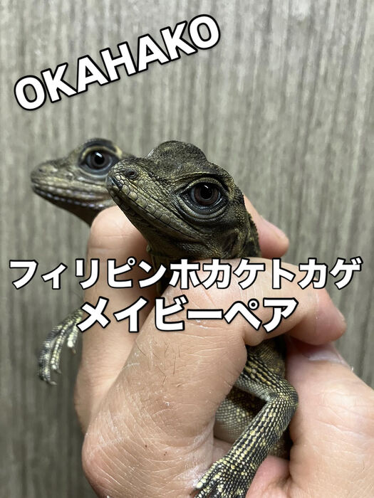 画像3490