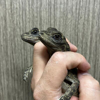 画像3501