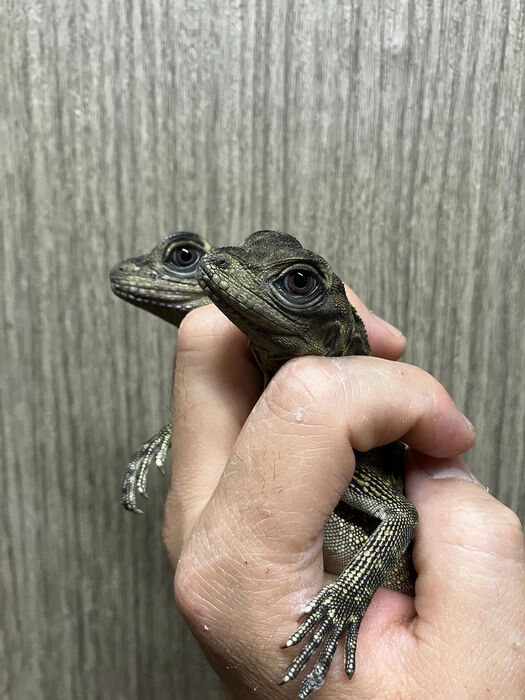 画像3501