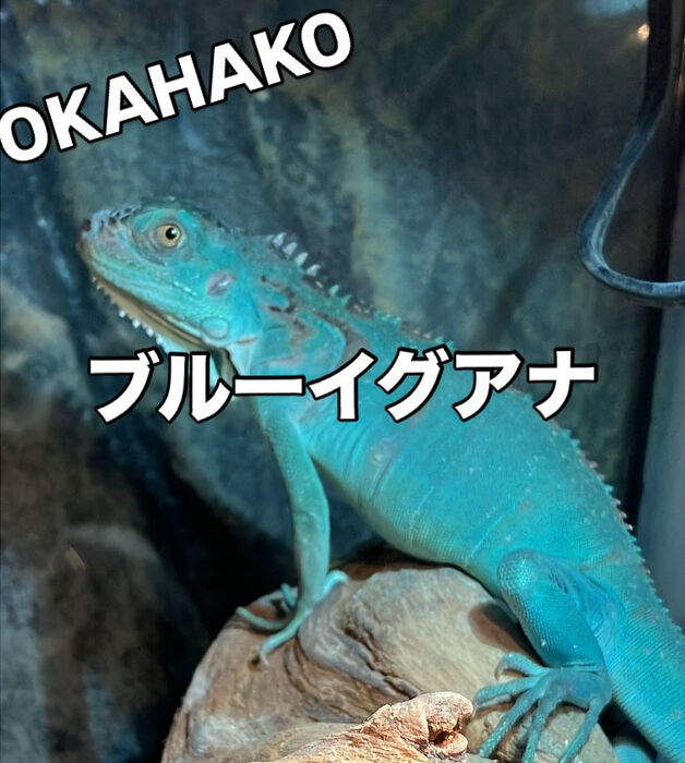 画像3681