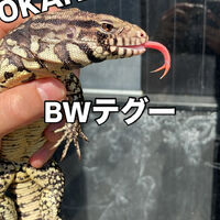 画像3696