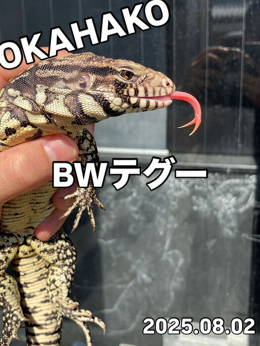 画像3696
